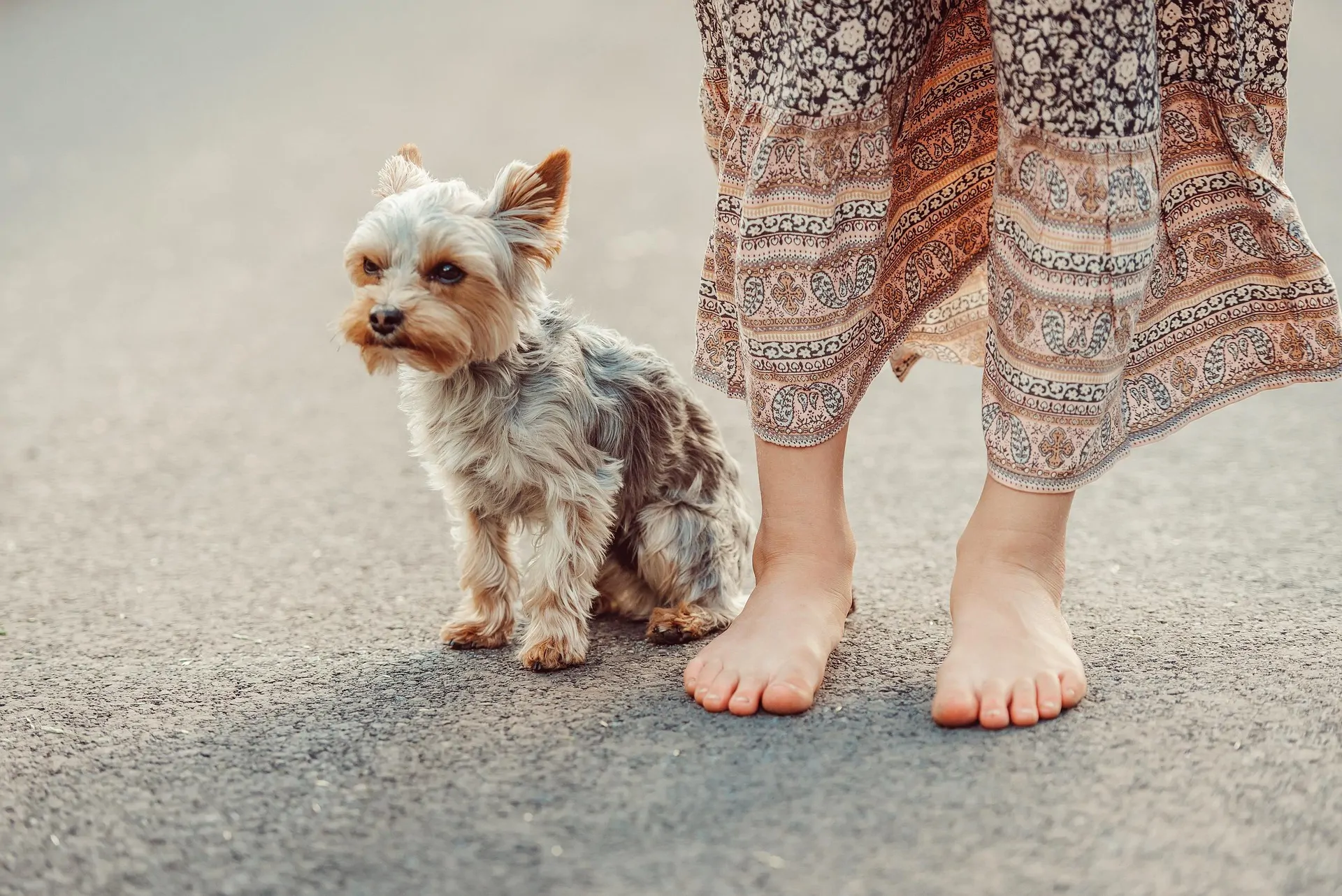 Brucella canis: an underrecognized zoonotic threat at the dog–human interface