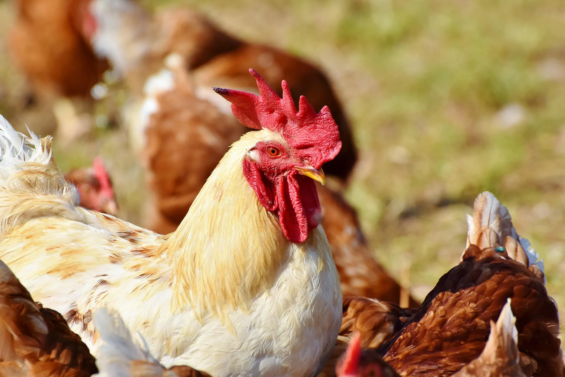 Réactivité répétée des anticorps contre la grippe aviaire chez les personnes ayant été en contact avec de la volaille