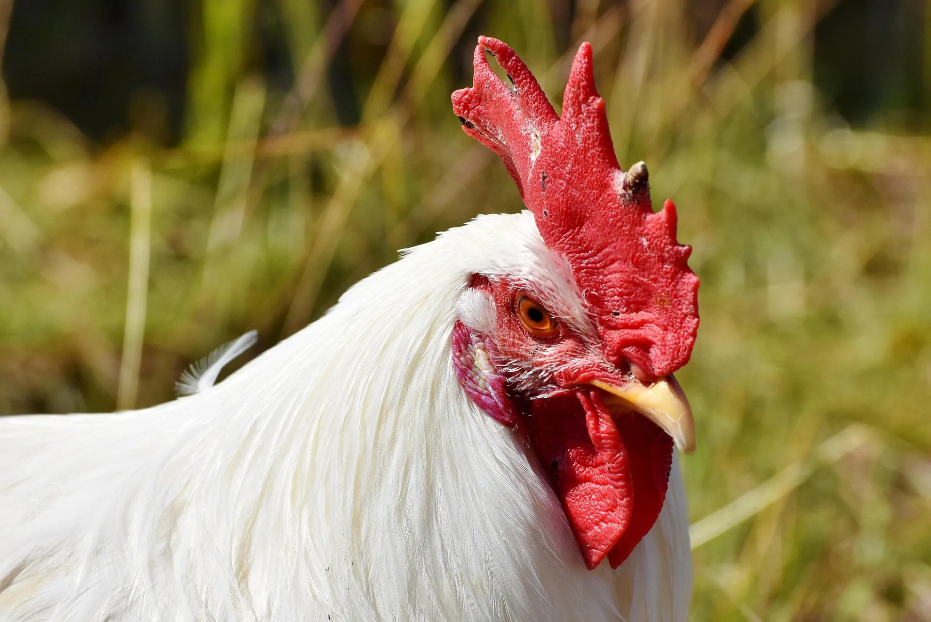 Transmission du virus H5N1 à l'homme : l'exposition aux volailles reste le principal facteur, mais les voies de transmission liées à l'environnement et au bétail sont de plus en plus documentées