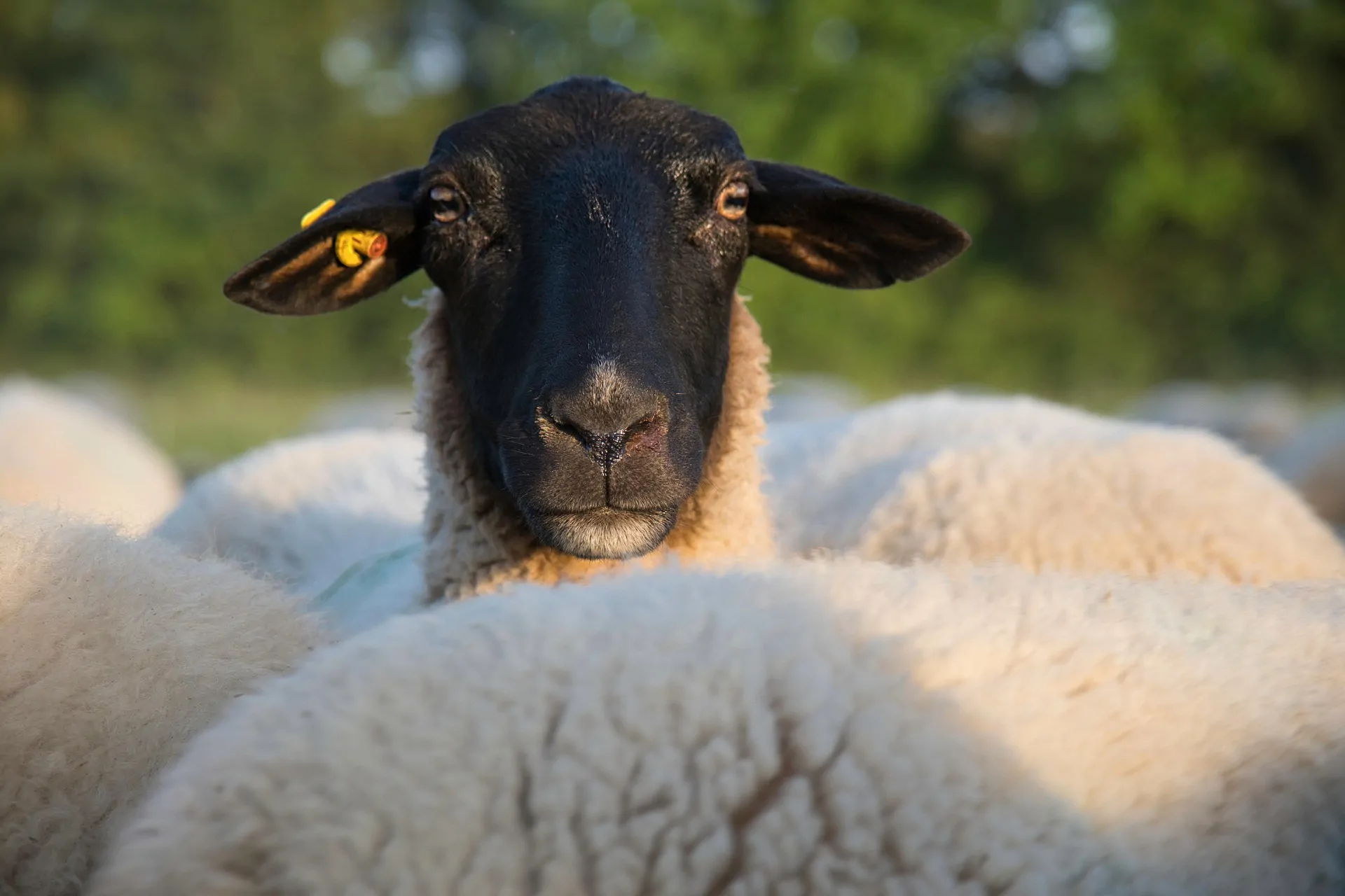 La fièvre catarrhale ovine au Royaume-Uni : plus de 2 300 exploitations touchées à la fin du mois de septembre