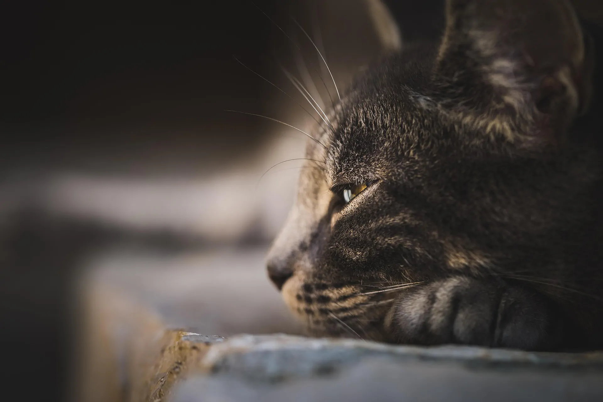 Leptospirosis infections in cats: an underestimated One Health issue?