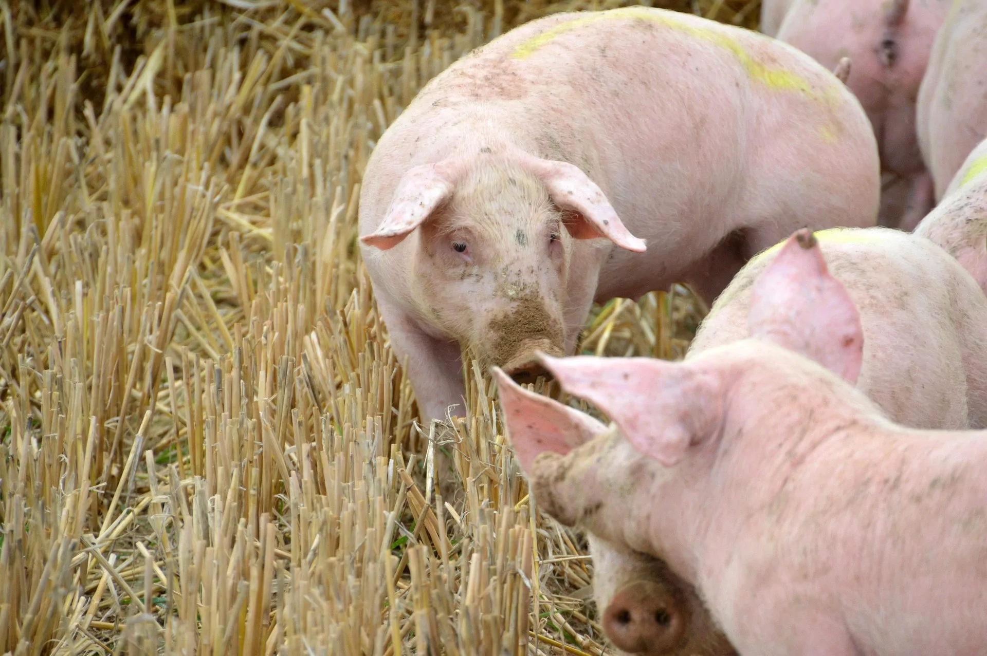 African swine fever is becoming a long-term management problem in endemic regions