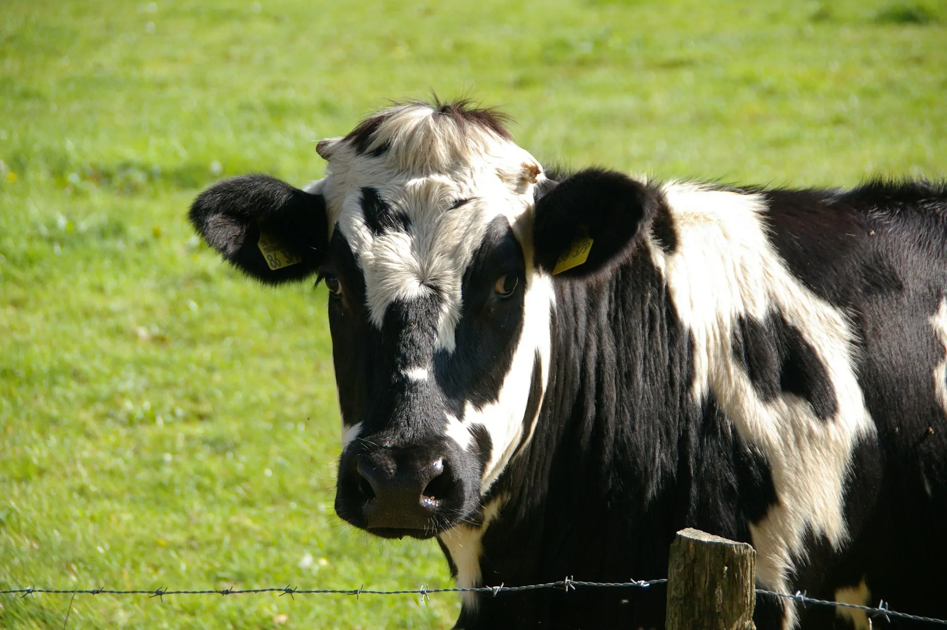 Bluetongue BTV-3 cuts milk yield and disrupts fertility in dairy cows